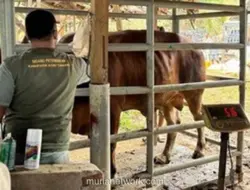 Pemulihan Peternak Aceh Dipercepat, Kementan Siapkan Ribuan Ton Pakan Ternak