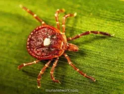 Virus Bourbon Terdeteksi di New York, Peneliti Serukan Pengawasan Lebih Luas
