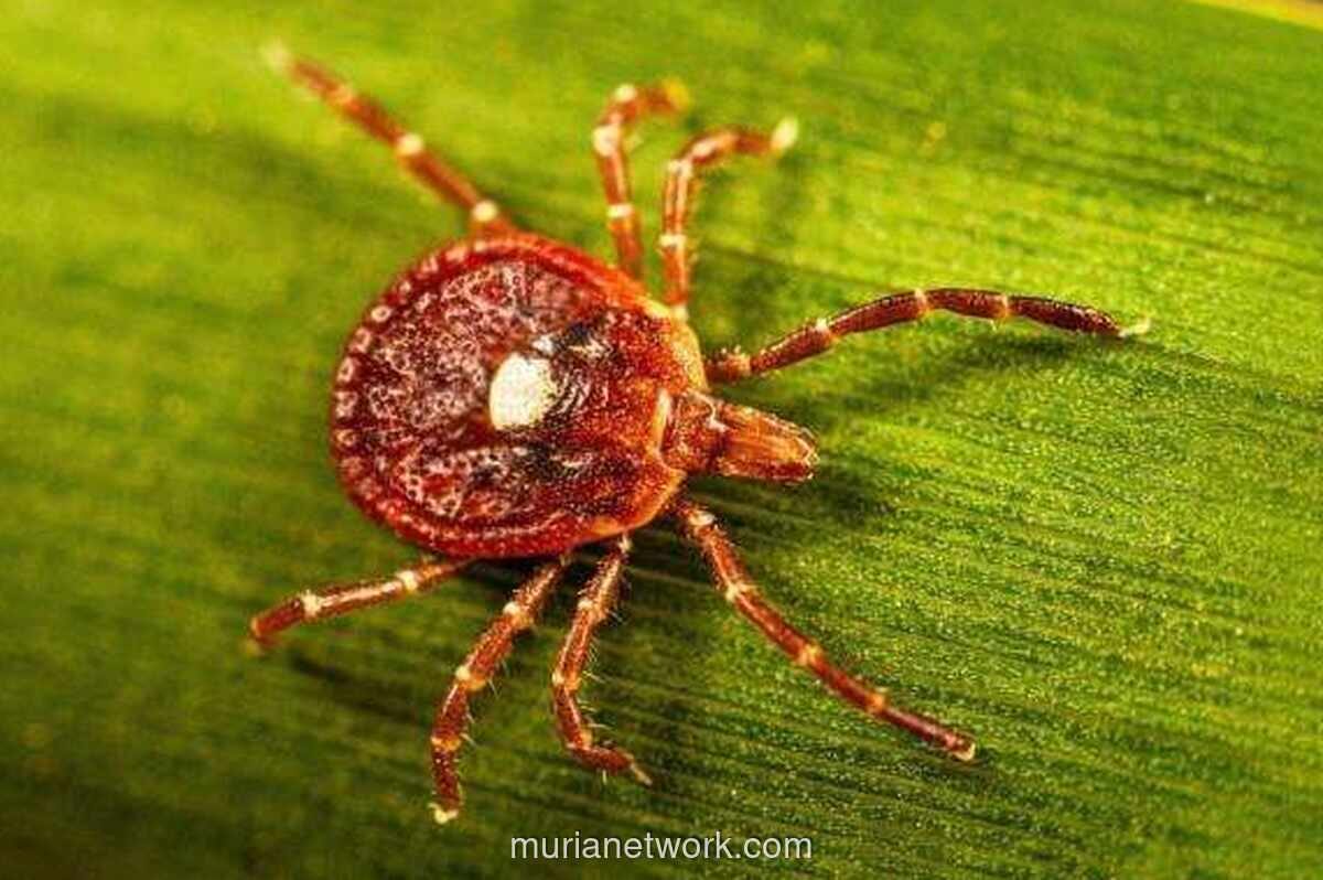Virus Bourbon Terdeteksi di New York, Peneliti Serukan Pengawasan Lebih Luas