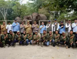 Anggota DPR Dorong Pemerintah Perkuat Antisipasi Virus EEHV setelah Kematian Anak Gajah di Aceh