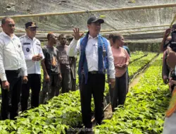Kementan Targetkan 10.000 Hektare Lahan di Alor untuk Komoditas Unggul