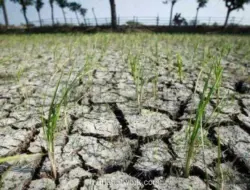 BMKG: 73,8 Persen Wilayah Indonesia Masuk Musim Kemarau