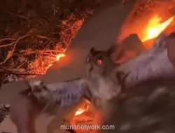 Burung Hantu Dibakar Hidup-hidup di NTT, Tiga Pelaku Ditangkap