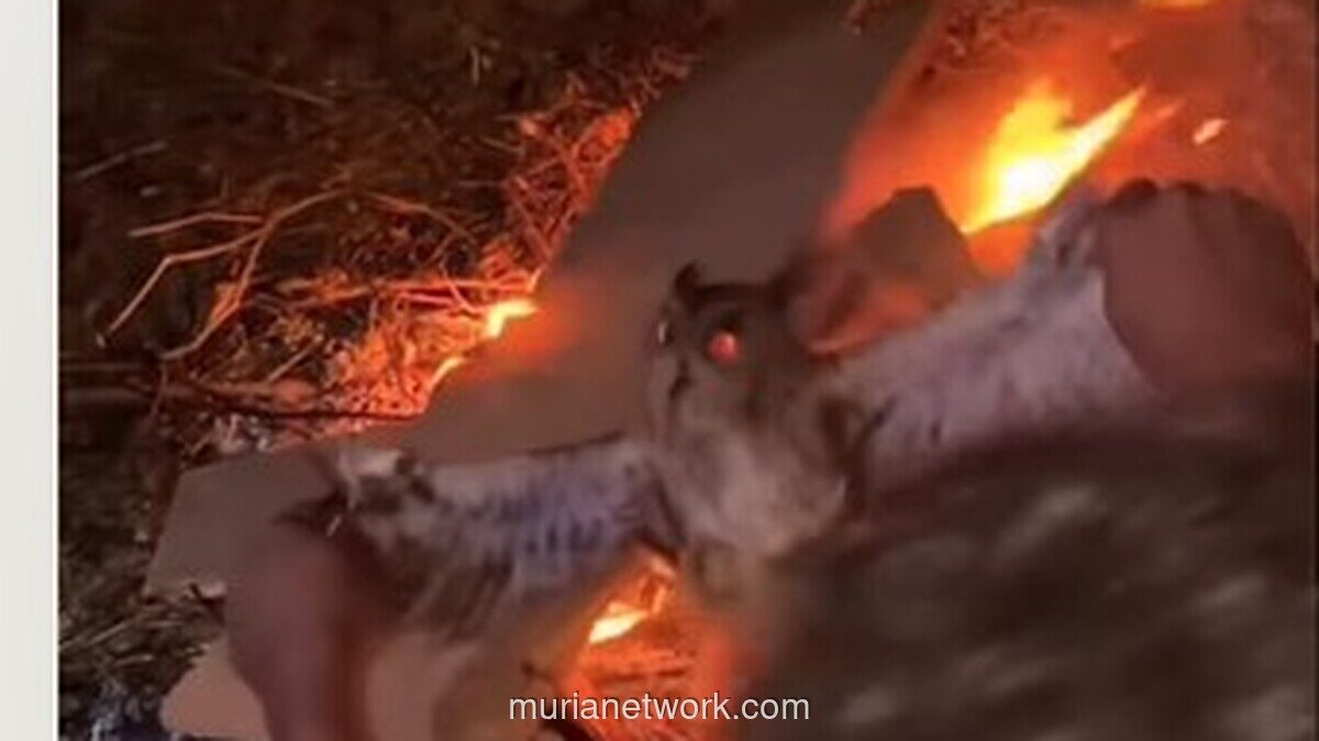 Burung Hantu Dibakar Hidup-hidup di NTT, Tiga Pelaku Ditangkap