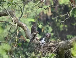 Lacak Jejak Elang Jawa: Kolaborasi Multipihak Susun Strategi Konservasi Satu Dekade