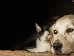 DPRD DIY Sahkan Perda Larangan Perdagangan Anjing dan Kucing untuk Konsumsi