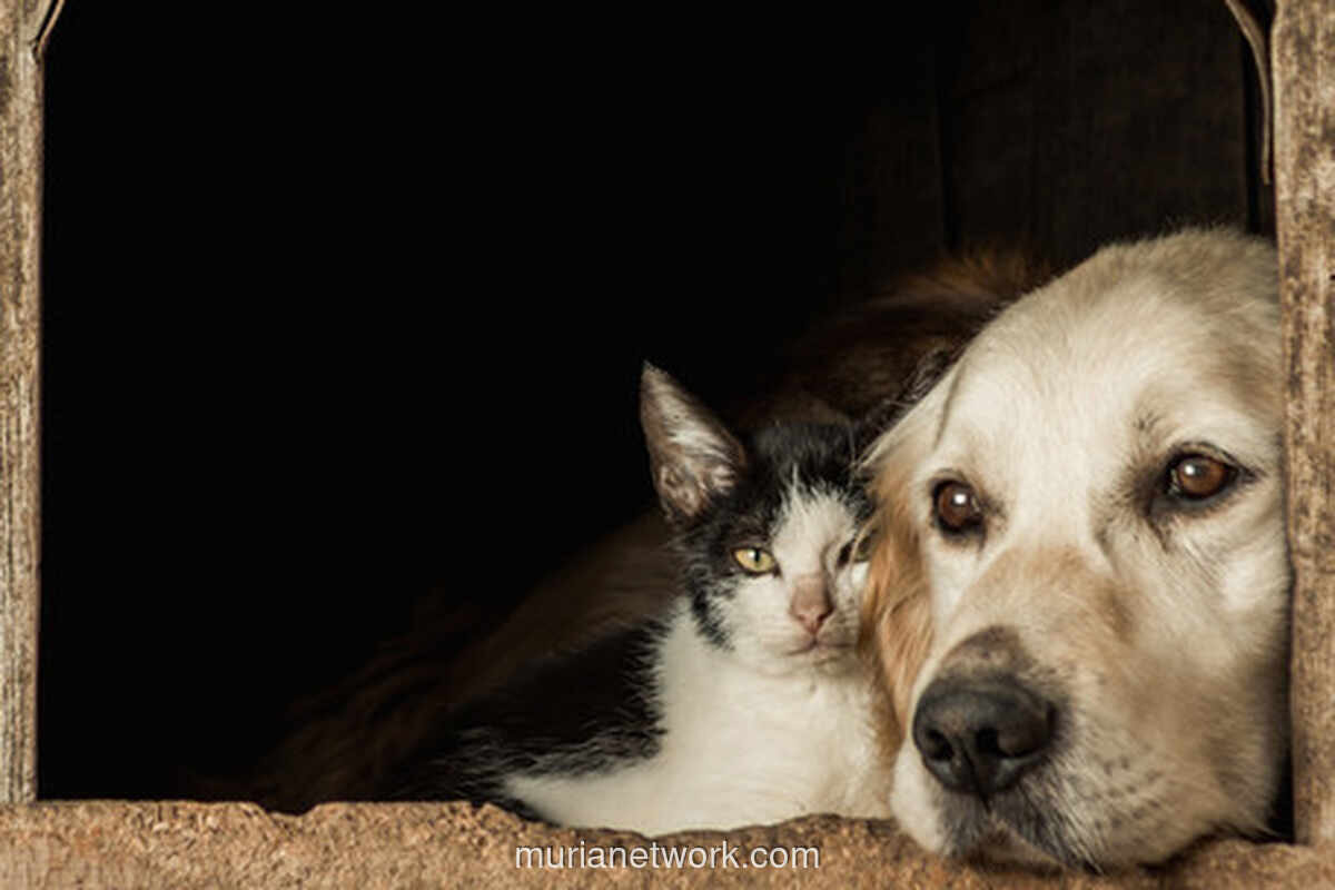 DPRD DIY Sahkan Perda Larangan Perdagangan Anjing dan Kucing untuk Konsumsi