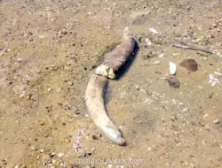 Fosil Mammoth Muncul di Dasar Sungai Danube yang Surut
