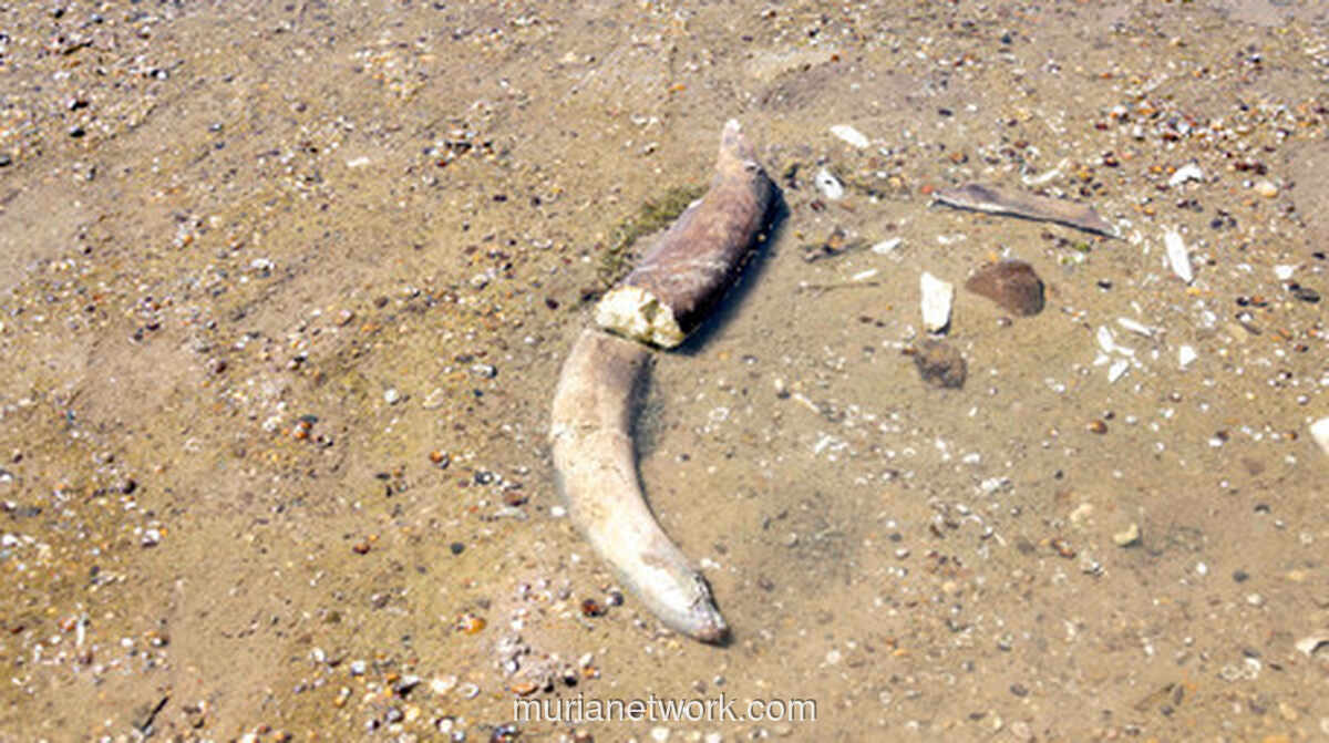 Fosil Mammoth Muncul di Dasar Sungai Danube yang Surut