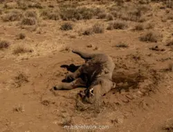 15 Gajah Mati di Taman Nasional Amboseli Diduga Keracunan Sianida