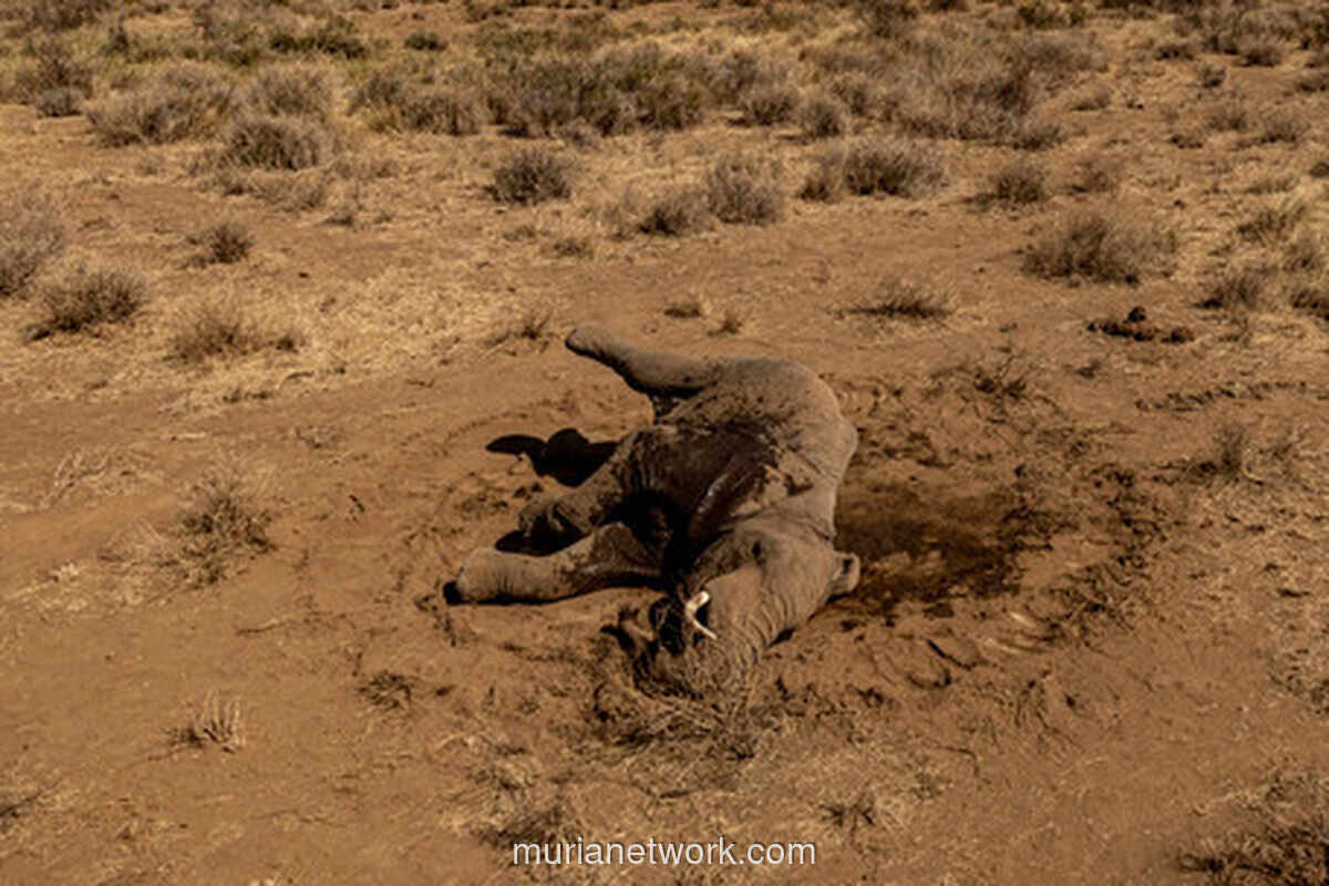 15 Gajah Mati di Taman Nasional Amboseli Diduga Keracunan Sianida