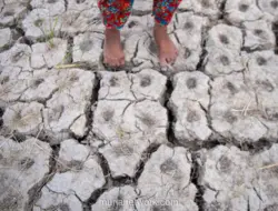 BMKG: El Nino Kuat Berpotensi Meningkat, Puncak Kemarau Agustus-September