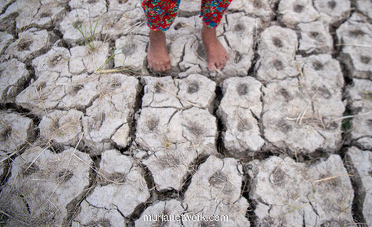 BMKG: El Nino Kuat Berpotensi Meningkat, Puncak Kemarau Agustus-September
