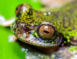Katak Pohon Spesies Baru Ditemukan di Perkebunan Kopi Kosta Rika