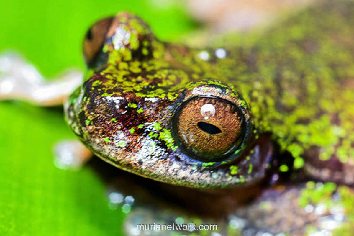Katak Pohon Spesies Baru Ditemukan di Perkebunan Kopi Kosta Rika