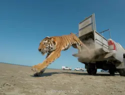 Harimau Amur Dilepasliarkan di Kazakhstan untuk Pulihkan Populasi