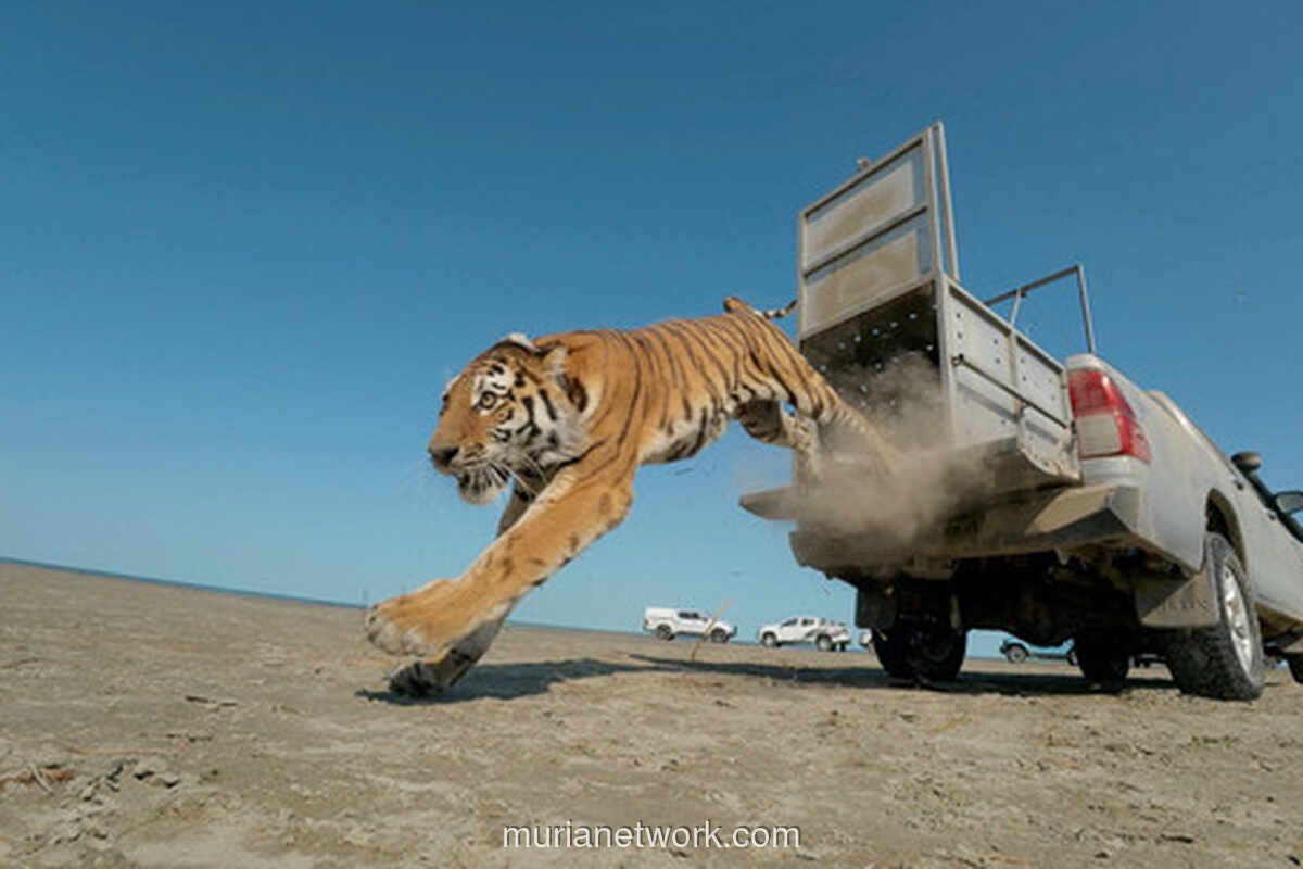 Harimau Amur Dilepasliarkan di Kazakhstan untuk Pulihkan Populasi