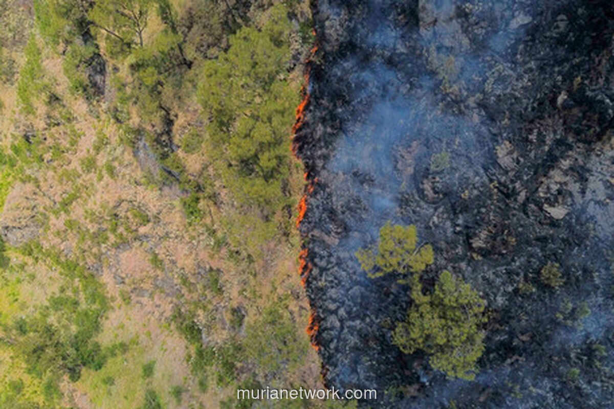 Kebakaran Hutan Landa 80 Hektare Savana Bromo, Jalur Wisata Ditutup