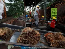 Harga Nikel Menguat, Batu Bara dan CPO Justru Tertekan