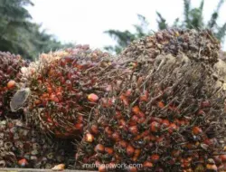Harga CPO Melemah Sepekan, tapi Bukukan Kenaikan Bulanan Kedua