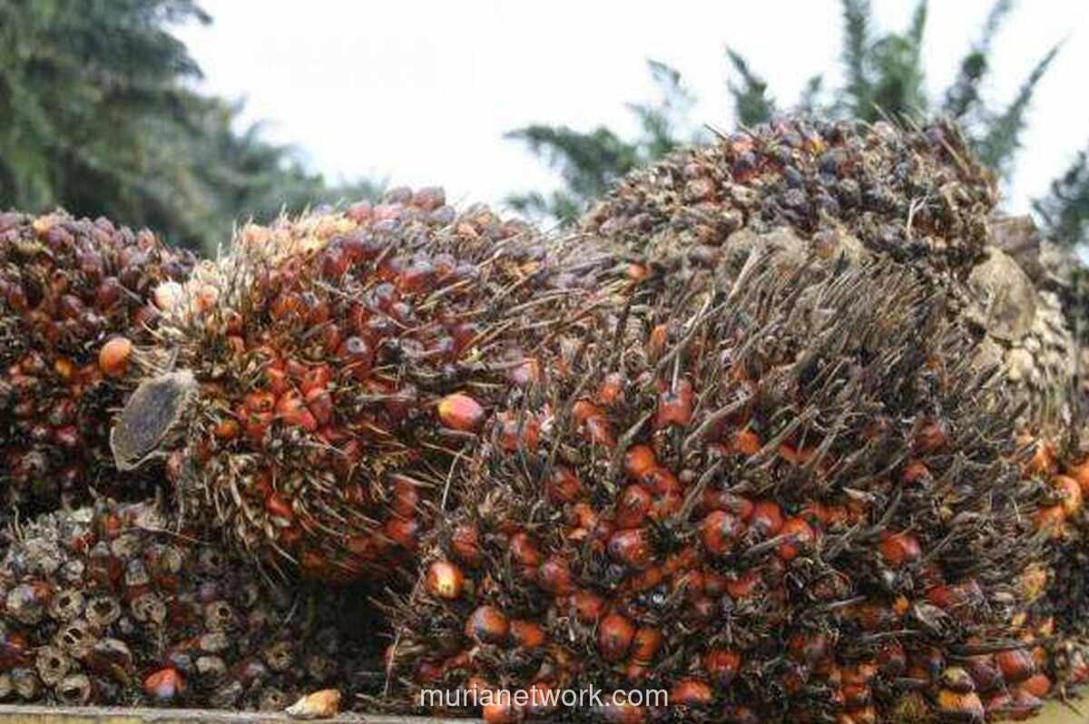 Harga CPO Melemah Sepekan, tapi Bukukan Kenaikan Bulanan Kedua