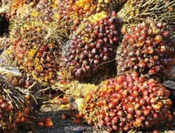 Harga CPO Menguat, Didorong Minyak Nabati Lain dan Rebound Minyak Mentah