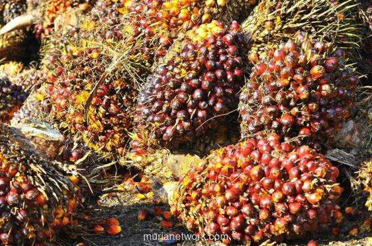 Harga CPO Menguat, Didorong Minyak Nabati Lain dan Rebound Minyak Mentah