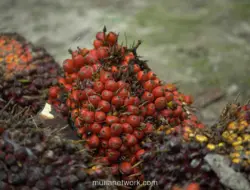 Harga CPO, Batu Bara, dan Timah Menguat, Nikel Melemah