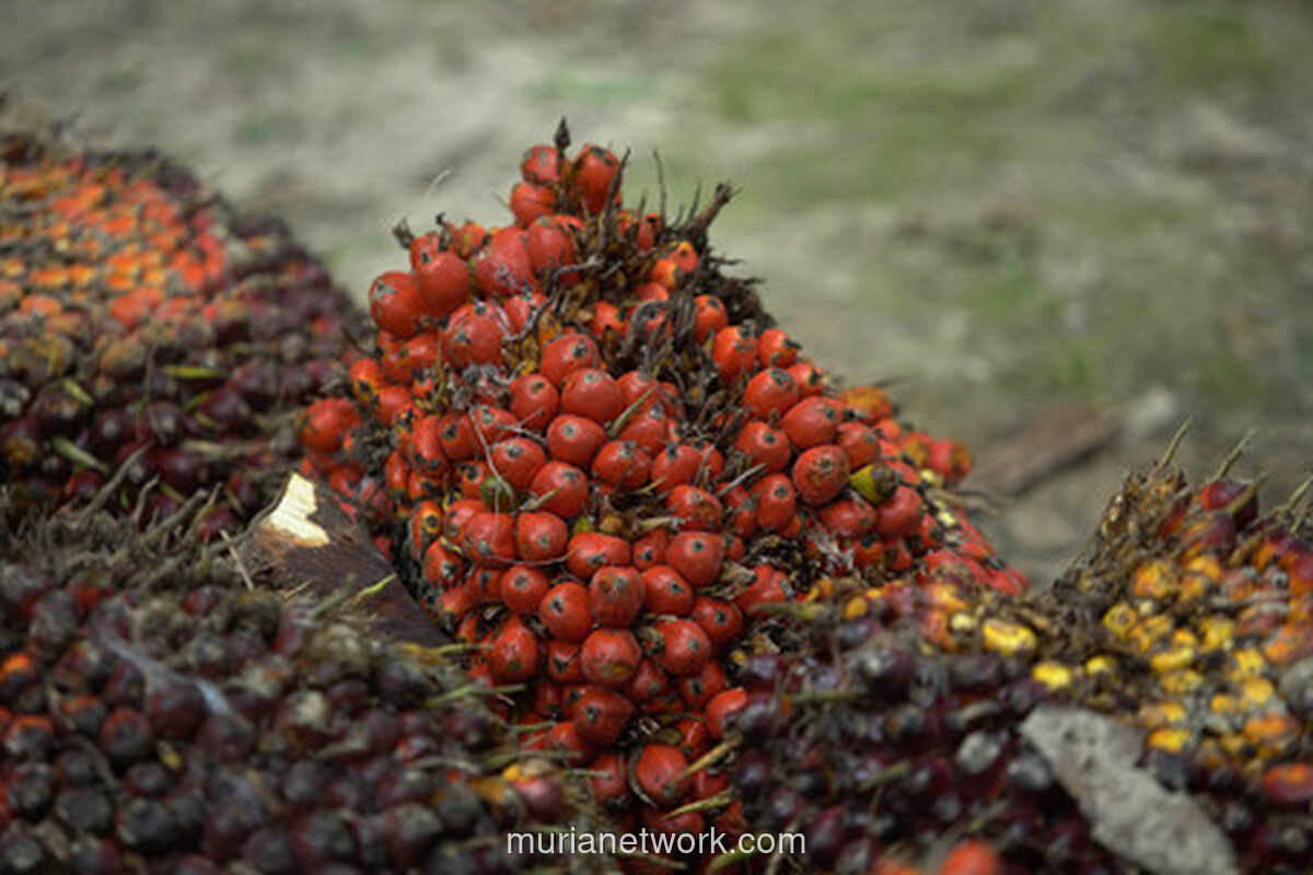 Harga CPO, Batu Bara, dan Timah Menguat, Nikel Melemah