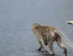 Video Monyet Terikat di Tiang Listrik Viral, Dinas KPKP Jakarta Turun Tangan