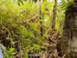 Patung Raksasa Mirip Firaun Muncul di Hutan Gunung Salak, Warganet Berspekulasi