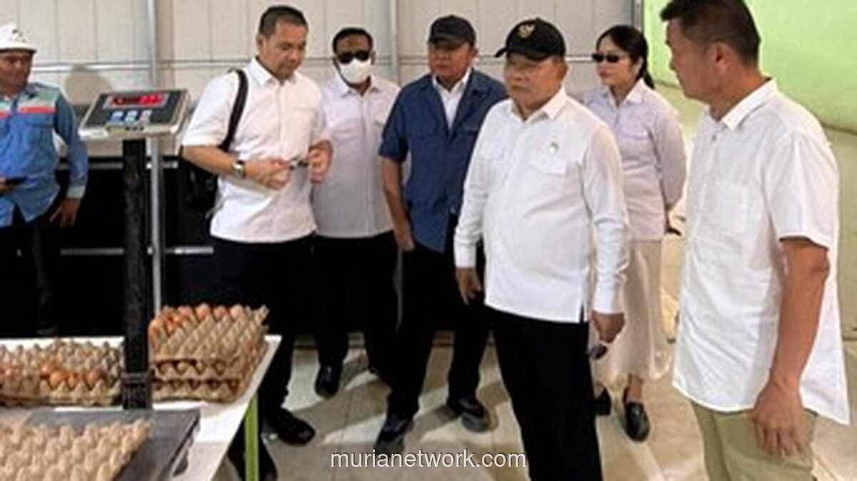 Gubernur Sumsel Tinjau Peternakan Ayam Petelur untuk Dukung Program MBG