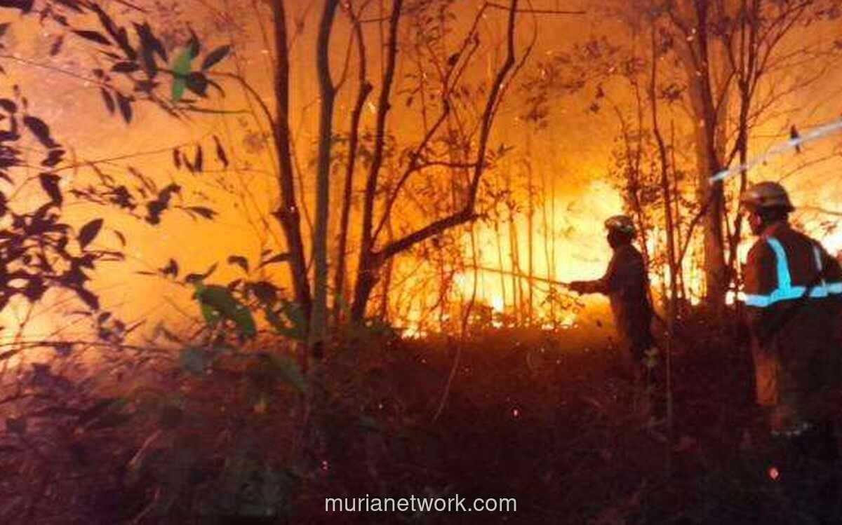 Pemerintah Kerahkan Segala Upaya Tangani Karhutla, Fokus di Kalbar, Kalteng, dan Bromo