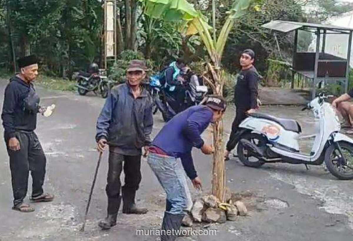 Warga Pacet Tanami Jalan dengan Pohon Pisang, Distribusi MBG Terhambat