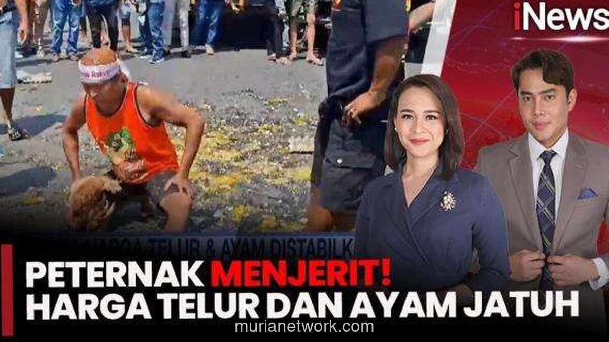 Protes Peternak Meluas, Harga Pakan Tinggi dan Harga Jual Anjlok Picu Aksi di Jateng dan DIY