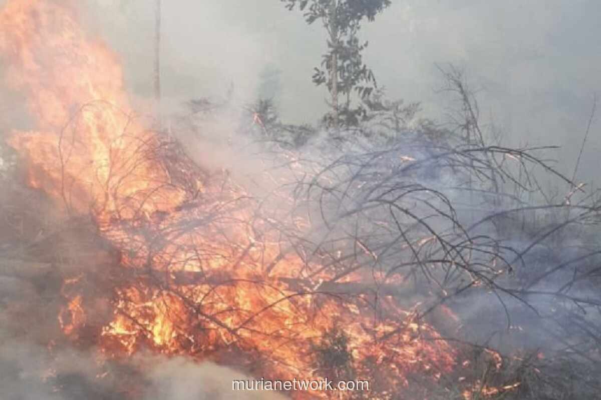 Kebakaran Hutan di Gunung Rinjani Berhasil Dikendalikan, 30 Hektare Terdampak