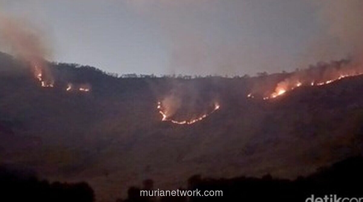Kebakaran Hutan di TNBTS Meluas ke Savana Gunung Bromo