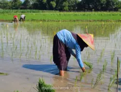 Nilai Tukar Petani Capai Rekor Tertinggi, Bukti Reformasi Sektor Pertanian Berbuah Manis