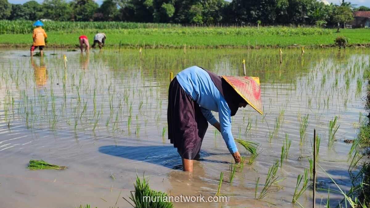 Nilai Tukar Petani Capai Rekor Tertinggi, Bukti Reformasi Sektor Pertanian Berbuah Manis