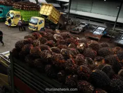 Harga Referensi CPO Agustus 2026 Turun, Pemerintah Tetapkan Bea Keluar USD 148 per MT