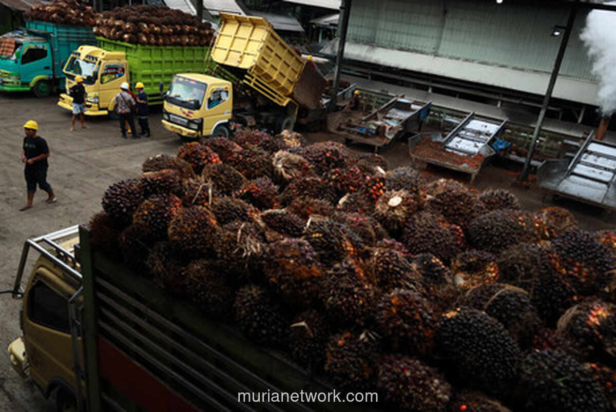 Harga Referensi CPO Agustus 2026 Turun, Pemerintah Tetapkan Bea Keluar USD 148 per MT