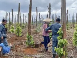 Kemenhut Bekuk Tiga Penggarap Ilegal di Hutan Lindung Luwu Timur