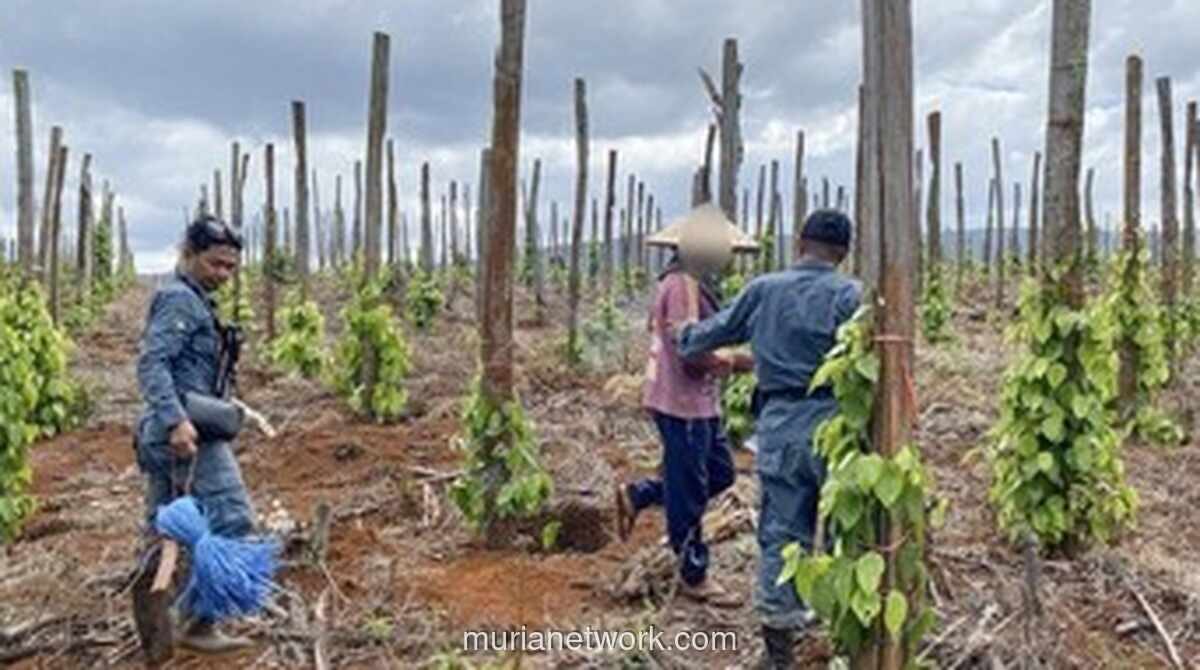 Kemenhut Bekuk Tiga Penggarap Ilegal di Hutan Lindung Luwu Timur