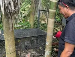 Polisi Pastikan Kera Ekor Panjang Penyerang 17 Warga Inhil Sudah Ditangkap