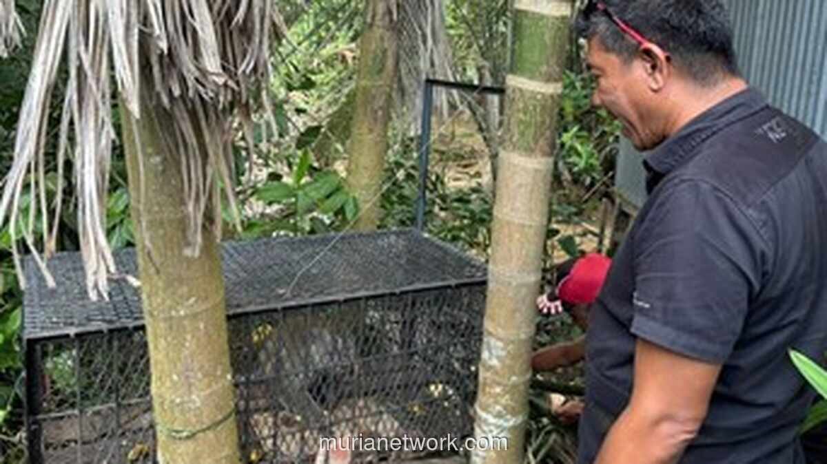 Polisi Pastikan Kera Ekor Panjang Penyerang 17 Warga Inhil Sudah Ditangkap