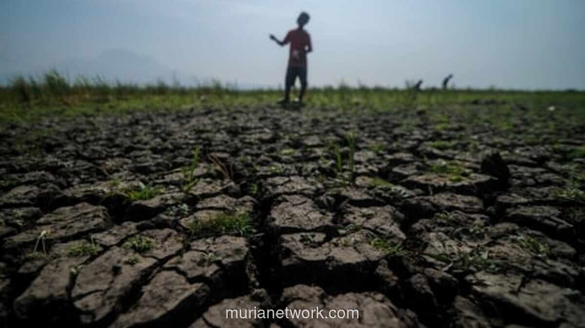 El Nino 2026 Diproyeksikan Kuat, Pemerintah Siapkan Antisipasi