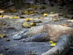 Biawak Muntahkan Potongan Kaki Diduga Bayi di Purwakarta, Polisi Selidiki
