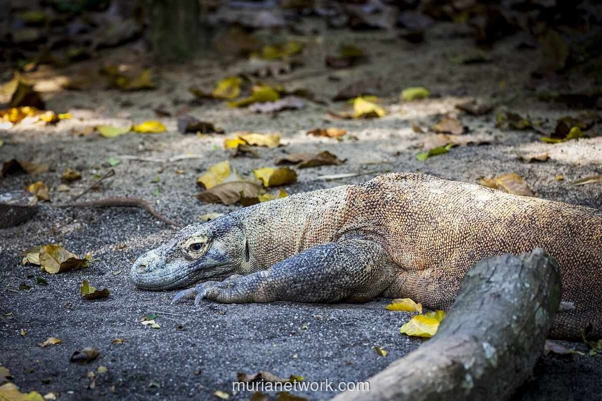 Biawak Muntahkan Potongan Kaki Diduga Bayi di Purwakarta, Polisi Selidiki