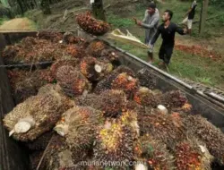 Laba BWPT Naik 16% Jadi Rp215 Miliar pada Semester I-2026
