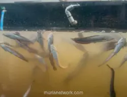 Selokan Bertingkat di Jakarta Timur Disulap Jadi Kolam Budidaya Lele
